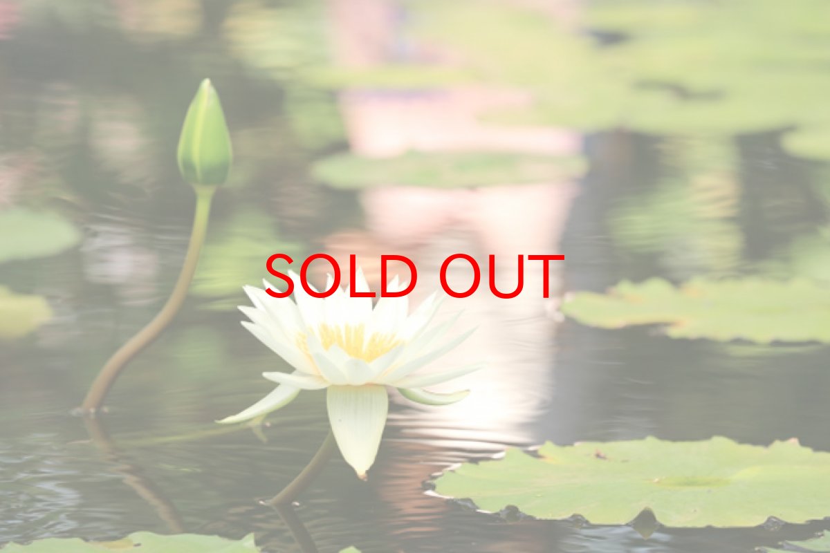 画像4: 【一粒売り】 ウッドビーズ 蓮 ロータス 紫檀 ローズウッド 約16mm 品番: 10902 天然木 風水 ハンドメイド アクセサリーパーツ ナチュラル (4)