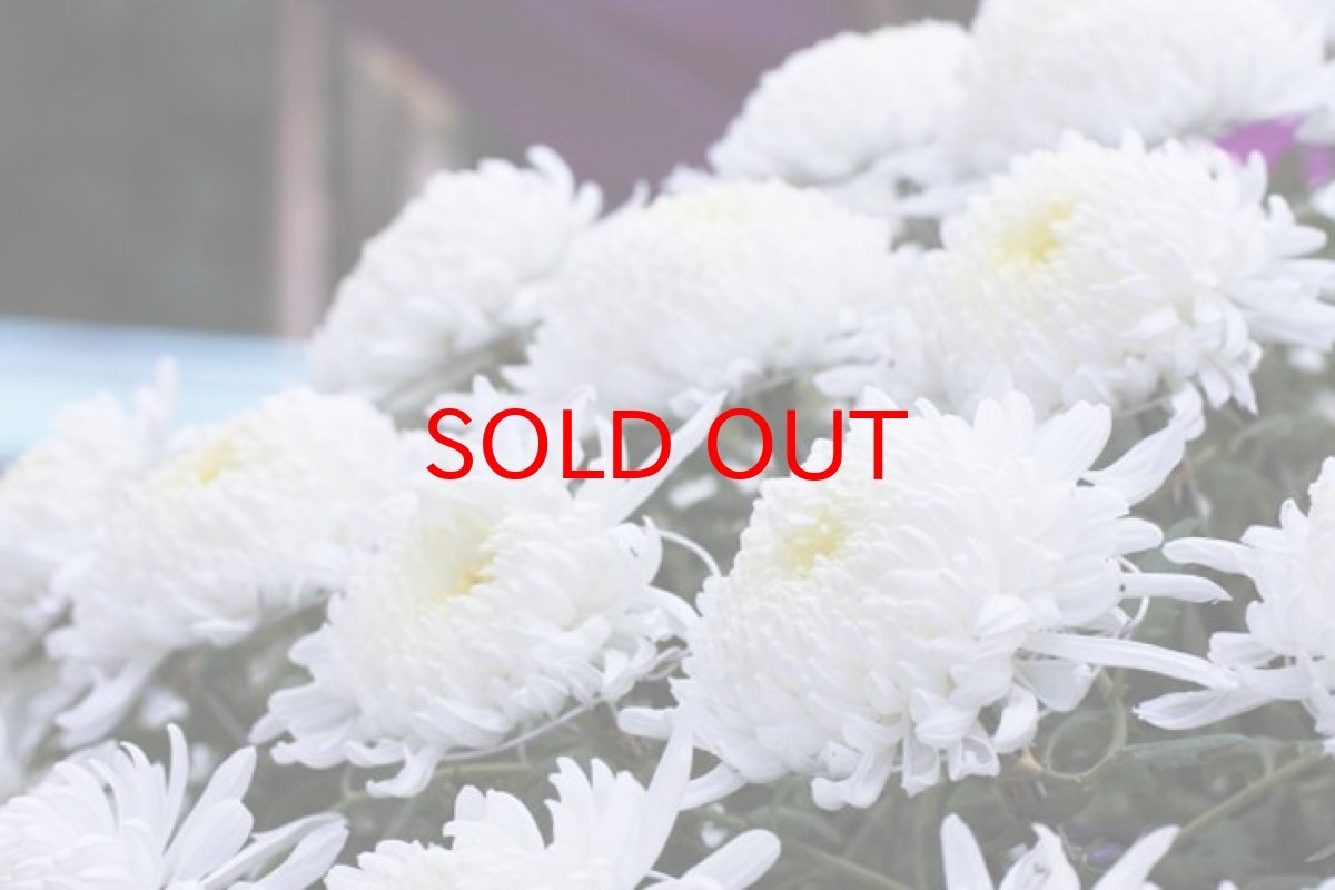 画像4: 【一粒売り】 ウッドビーズ 菊 紫檀 ローズウッド 約14mm 品番: 10954 天然木 風水 ハンドメイド アクセサリーパーツ ナチュラル (4)