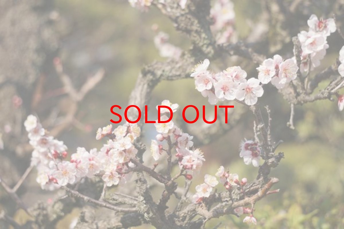 画像4: 【一粒売り】 ウッドビーズ 梅 紫檀 ローズウッド 約14mm 品番: 10960 天然木 風水 ハンドメイド アクセサリーパーツ ナチュラル (4)