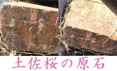 画像4: 【日本の石】【レア】土佐桜10mm玉ブレスレット【高知県】 (4)