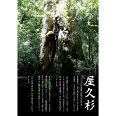 画像7: 屋久杉 ブレスレット 8mm 世界遺産 樹齢1000年 太古 生命力 エネルギー 神秘 (7)