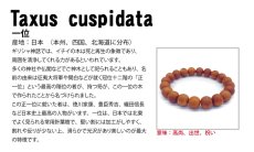 画像5: パワーズウッド 一位 ブレスレット8mm (5)