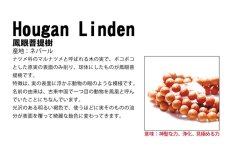 画像5: パワーズウッド 鳳眼菩提樹 ホウガンボダイジュ 10mmブレスレット ネパール産 神聖 浄化 見極め (5)