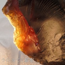 画像3: スマトラブルーアンバー 原石 インドネシア産 【 一点もの 】amber アンバー スマトラ産 琥珀 植物の化石 天然石 パワーストーン カラーストーン (3)