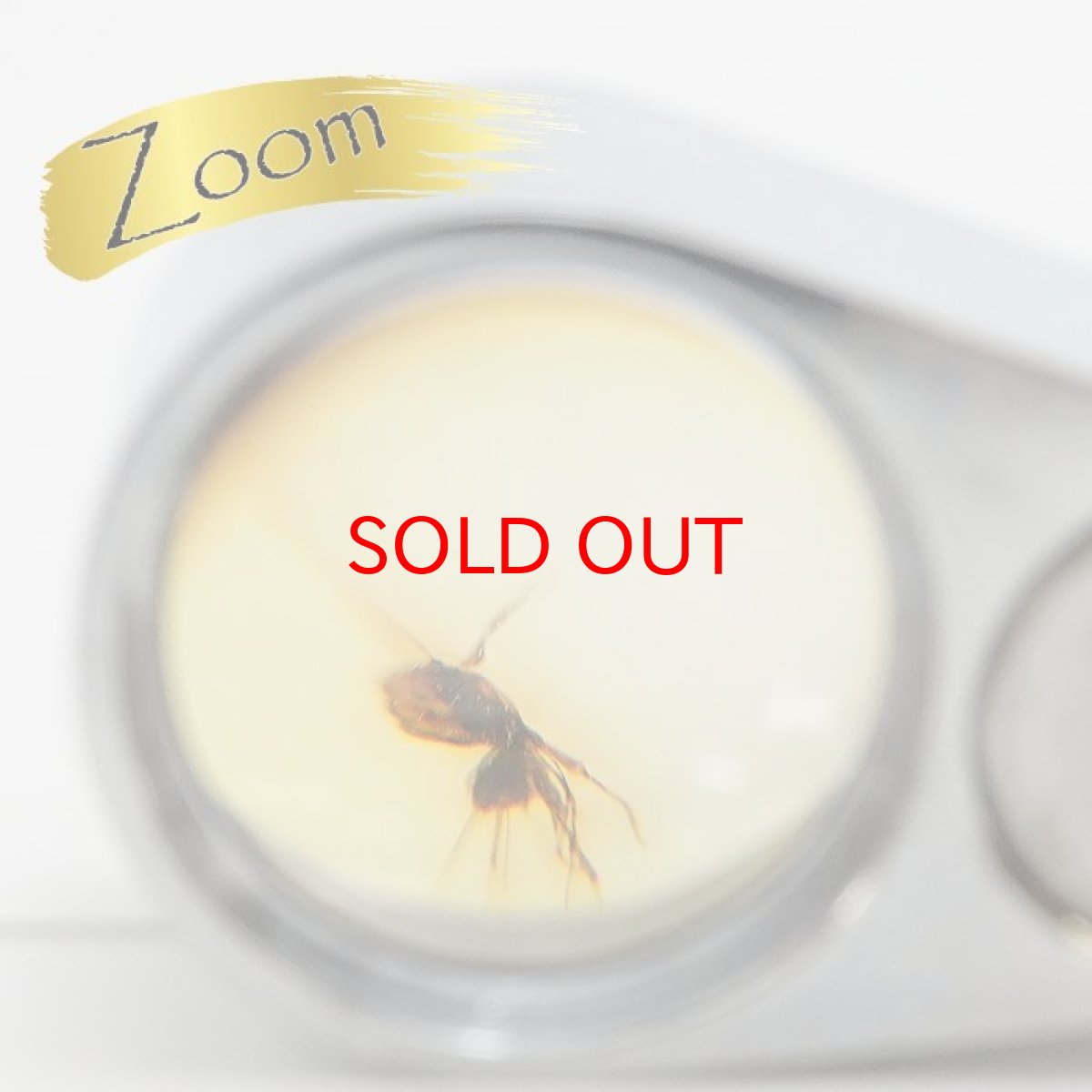 画像5: 【一点物】天然琥珀 天然カリビアンアンバー ルース【虫入り】 カリブ海周辺産 ゴールド 長寿 太陽 天然石 パワーストーン カラーストーン (5)