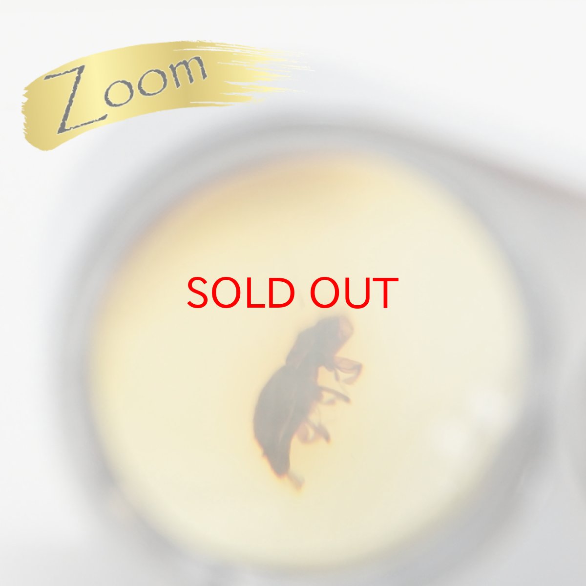 画像3: 【一点物】天然琥珀 天然カリビアンアンバー ルース【虫入り】 カリブ海周辺産 ゴールド 長寿 太陽 天然石 パワーストーン カラーストーン (3)