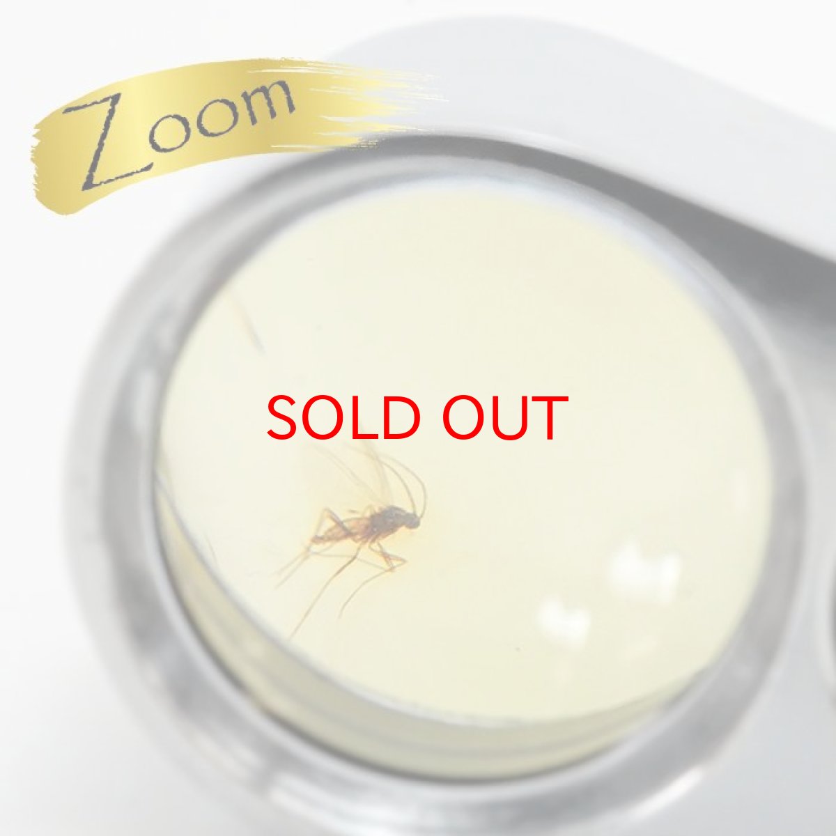 画像3: 【一点物】天然琥珀 天然カリビアンアンバー ルース【虫入り】 カリブ海周辺産 ゴールド 長寿 太陽 天然石 パワーストーン カラーストーン (3)