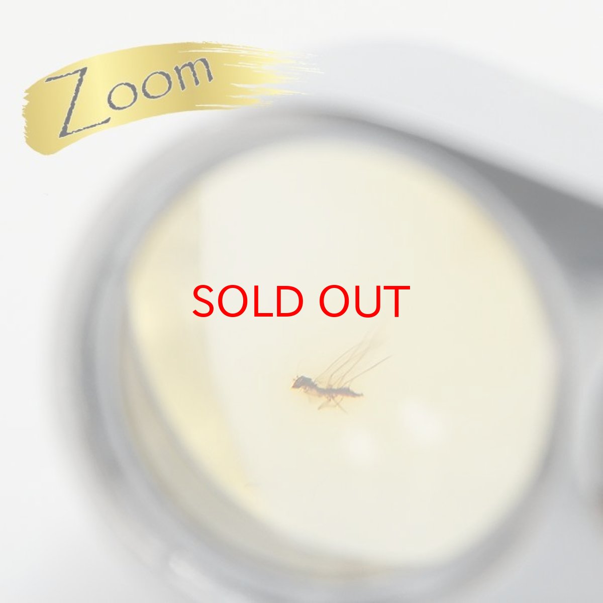 画像4: 【一点物】天然琥珀 天然カリビアンアンバー ルース【虫入り】 カリブ海周辺産 ゴールド 長寿 太陽 天然石 パワーストーン カラーストーン (4)