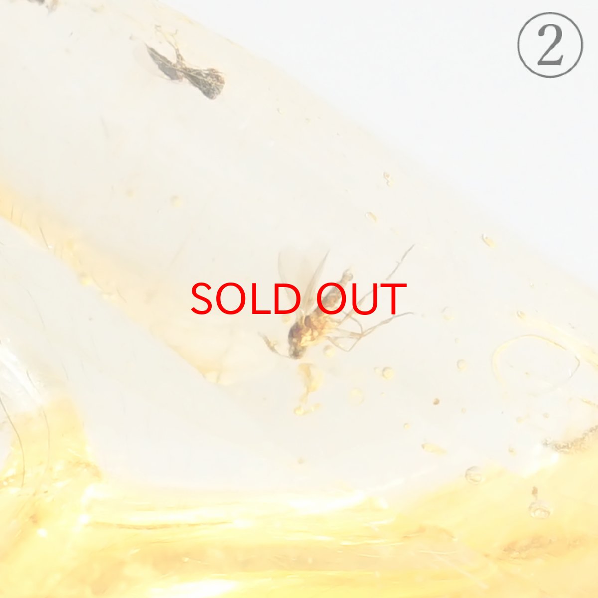 画像7: 虫入り コパル 琥珀 原石 マダガスカル産 アンバー 【一点もの】 天然 昆虫 Copal 天然石 パワーストーン カラーストーン (7)