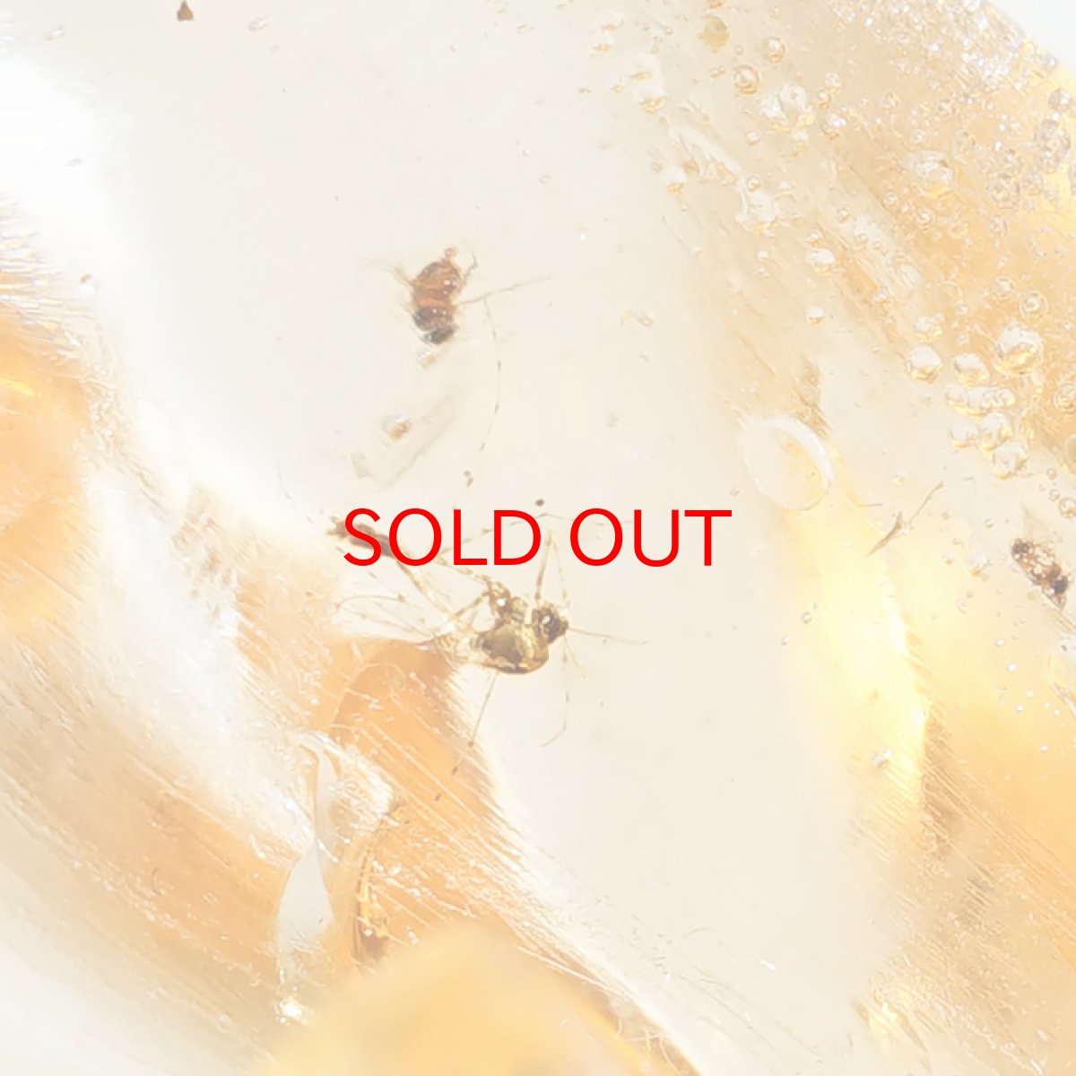 画像5: 【BLACK FRIDAY対象】 虫入り コパル 琥珀 原石 マダガスカル産 アンバー 【一点もの】 天然 昆虫 Copal 天然石 パワーストーン カラーストーン (5)