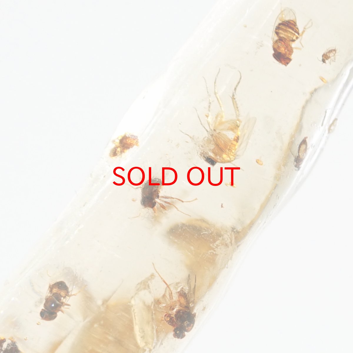 画像5: 虫入り コパル 琥珀 原石 マダガスカル産 アンバー 【一点もの】 天然 昆虫 Copal 天然石 パワーストーン カラーストーン (5)