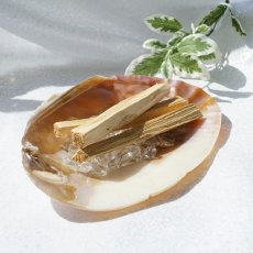 画像2: パロサント 原木 スティック 聖なる木 3本セット Palo Santo ペルー産 アロマティックウッド Holly wood 浄化 ヒーリング 天然木  (2)