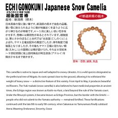 画像4: 越後国雪椿（えちごのくにゆきつばき) ブレスレット 8mm 新潟県【日本銘木】47都道府県 ECHI GONOKUNI Japanese Snow Camelia 自社製 日本製 希少 県木 ツバキ 忍耐 誠実 気品 天然木 パワーズウッド (4)