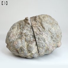 画像12: サンダーエッグ ペア 原石 アメリカ産【一点もの】Thunderegg 希少 オレゴン州 カルセドニー 鉱物 瑪瑙 アゲート 選べる 浄化 天然石 パワーストーン (12)