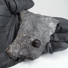 画像4: ガーネット on グラファイト 原石 約64.0g アメリカ レッドエンバーズ鉱山産 【一点もの】 Garnet on Graphite ガーネットオングラファイト 鉱物 共生 標本 結晶 柘榴石 石墨 浄化 お守り 天然石 パワーストーン カラーストーン (4)