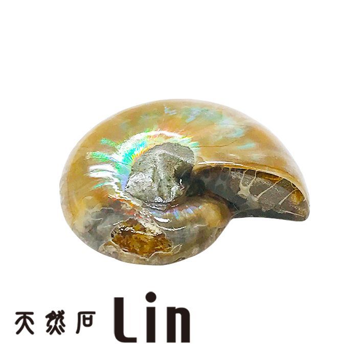 アンモライト 化石 ammonite 菊石 天然石 パワーストーン カナダ産 稀少価値 - 天然石中国茶Lin