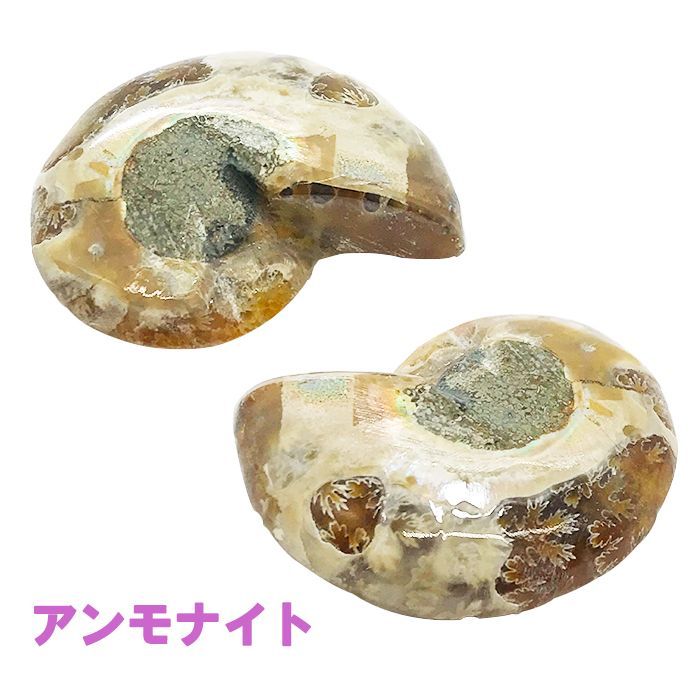 アンモライト 化石 ammonite 菊石 天然石 パワーストーン カナダ産 稀少価値